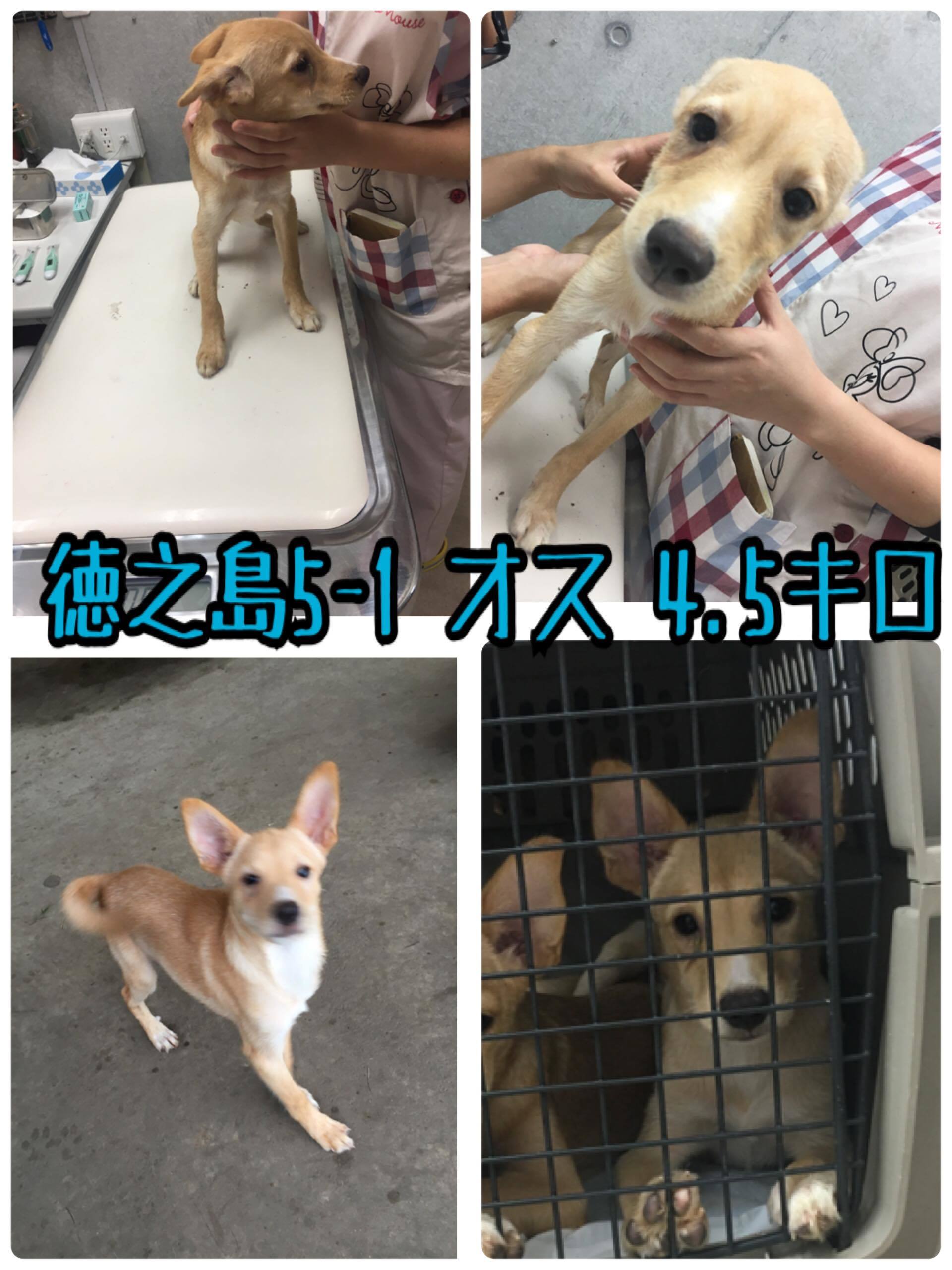 仔犬の最新情報～引き続き里親さん、お預かりさん、募集中です！！_c0372561_14531801.jpg