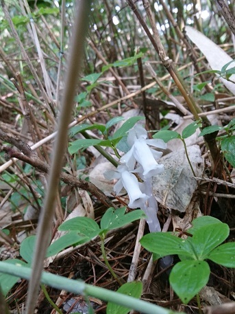 c0260463_16175515.jpg
