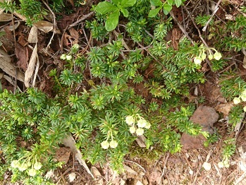 c0260463_16190775.jpg