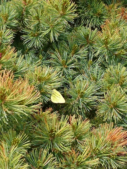 c0260463_16562649.jpg