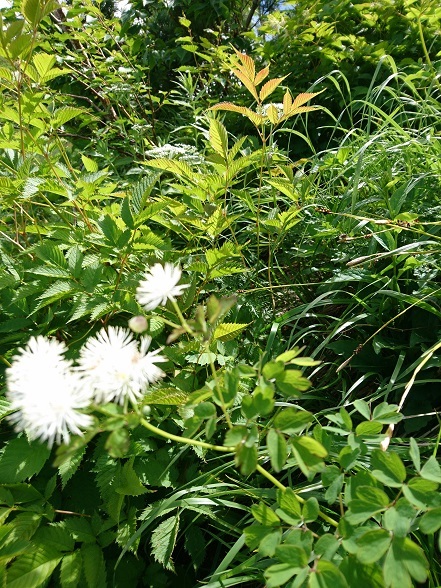 c0260463_17003313.jpg
