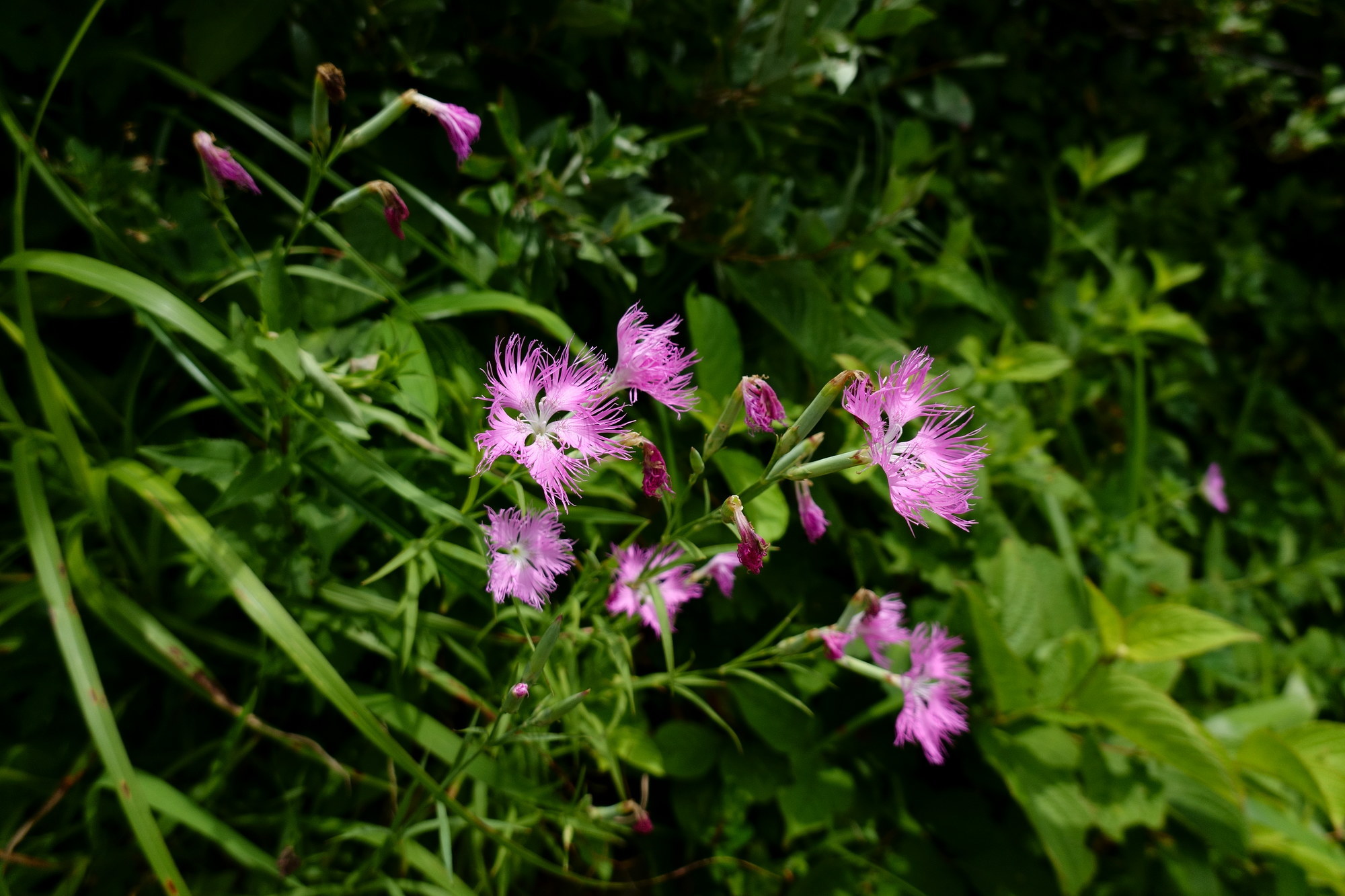 e0015567_15542230.jpg