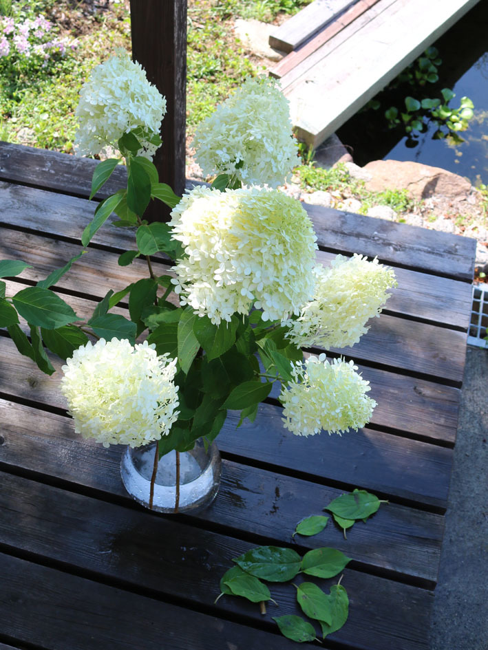 夏に咲く白い花　〜裏山のノリウツギ〜_c0334574_15221739.jpg