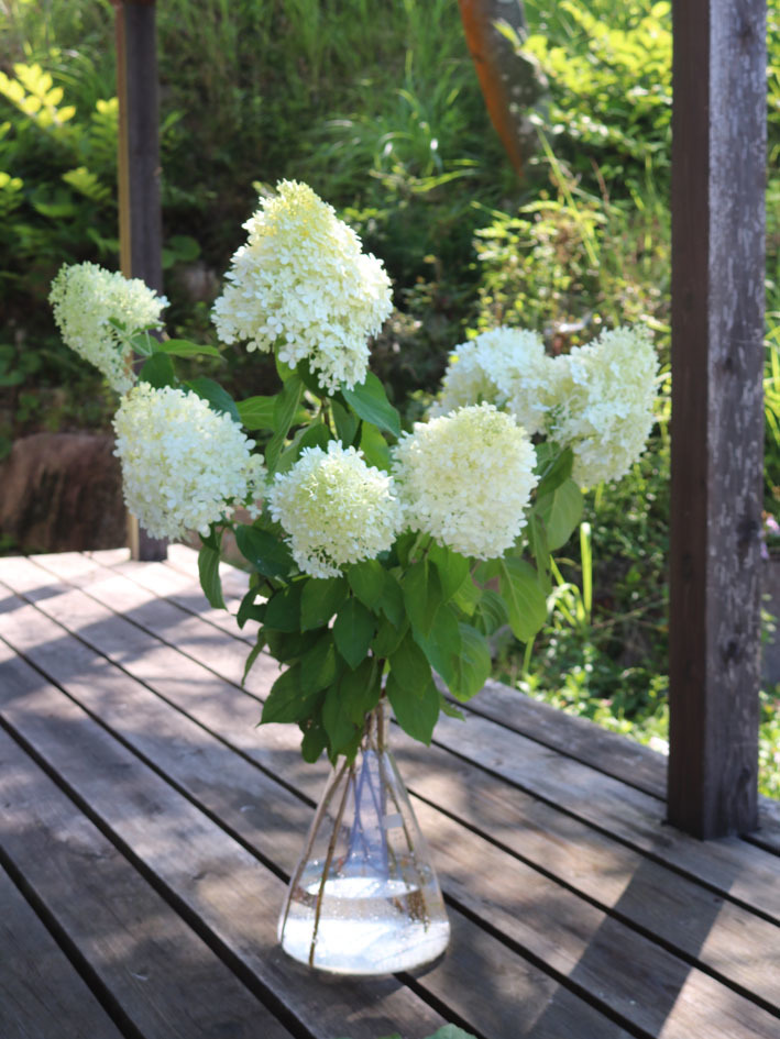 夏に咲く白い花　〜裏山のノリウツギ〜_c0334574_15240084.jpg