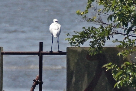 ★葛西海浜公園の鳥類情報（2018.8.1）_e0046474_18195877.jpg