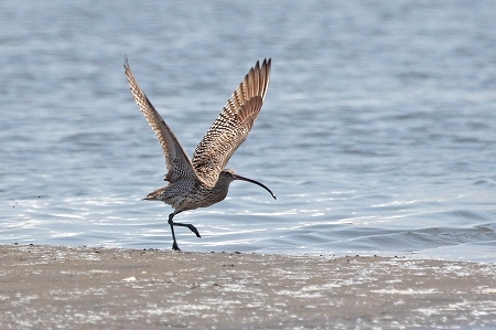 ★葛西海浜公園の鳥類情報（2018.8.1）_e0046474_18200469.jpg