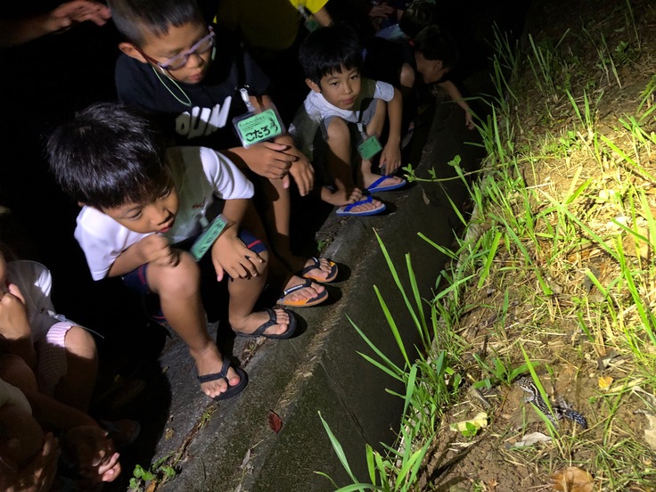 わんぱく冒険学校B〔３日目〕夜の探検ではたくさんの生き物に出会いました！天然記念物も2種類！_d0363878_2313264.jpg