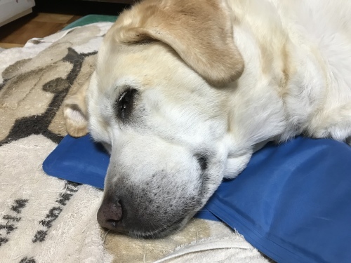 f0315081_22410425.jpeg