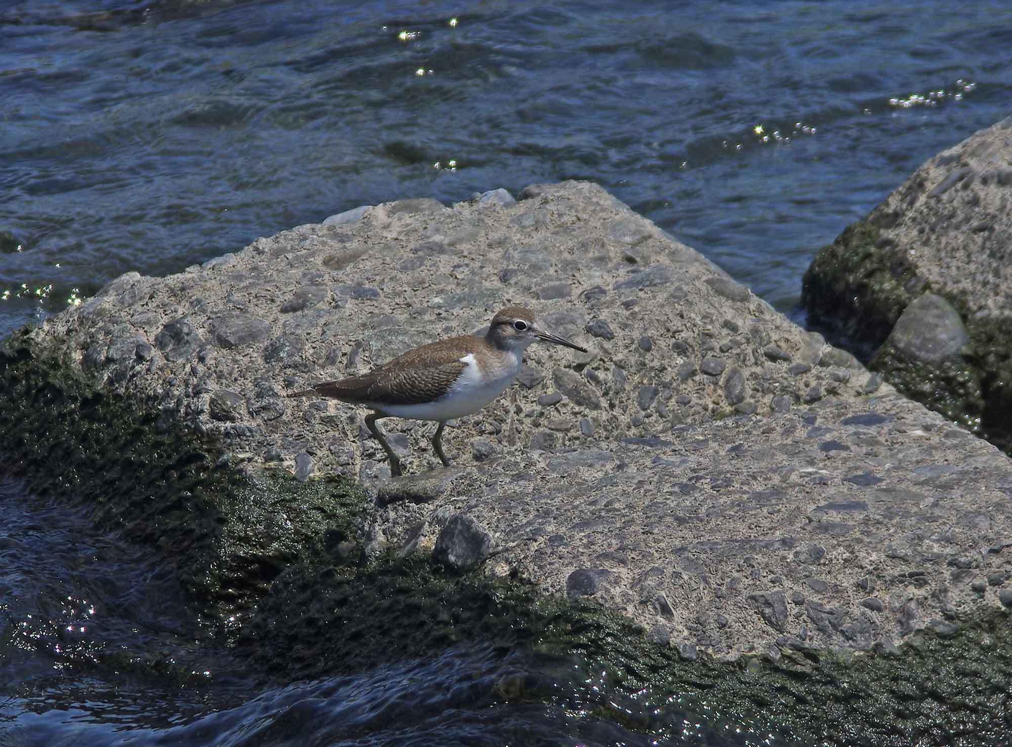 2018年　8月　野鳥_c0176183_17142512.jpg