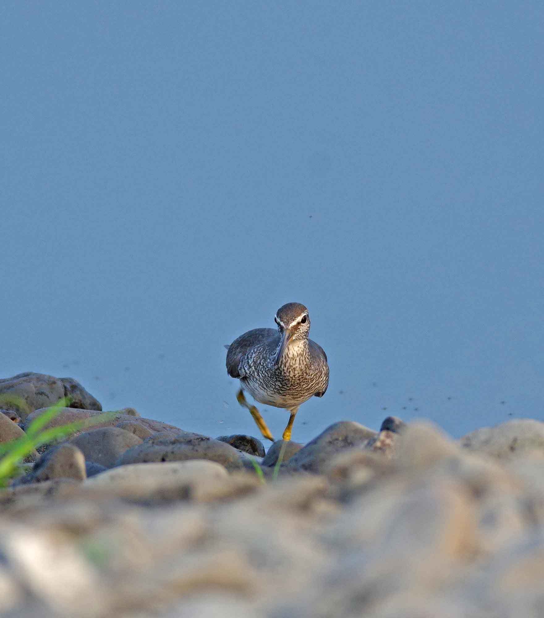 2018年　8月　野鳥_c0176183_17272917.jpg