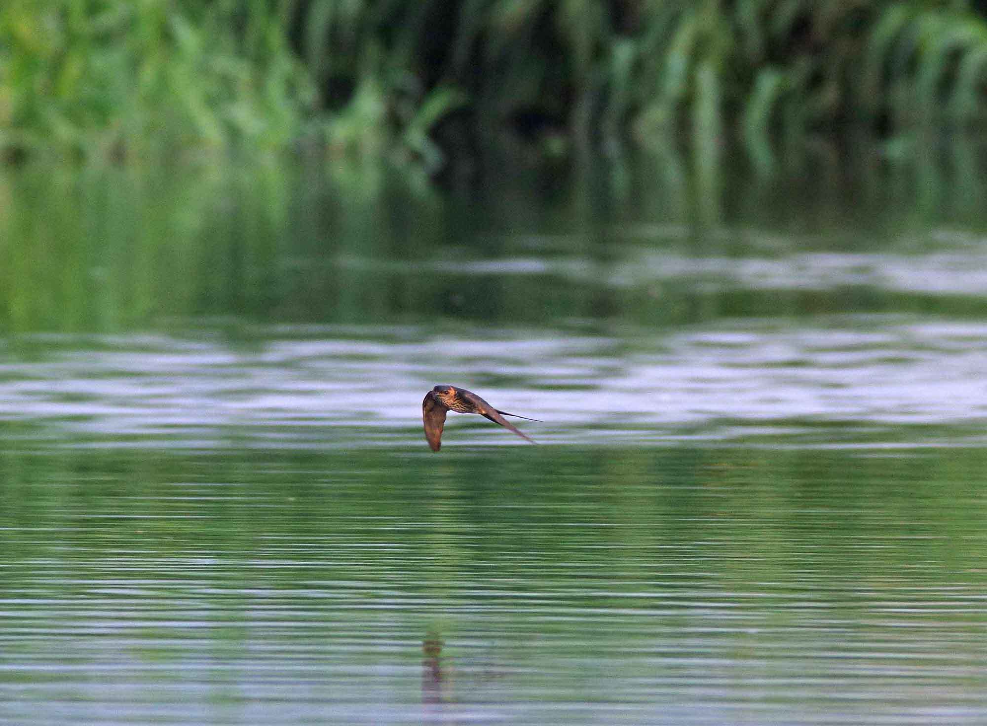 2018年　8月　野鳥_c0176183_17275195.jpg