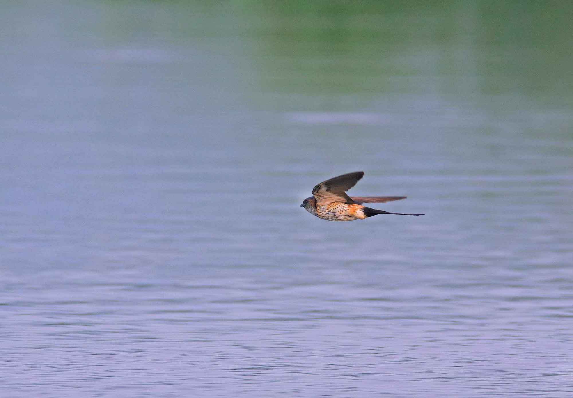 2018年　8月　野鳥_c0176183_17281624.jpg