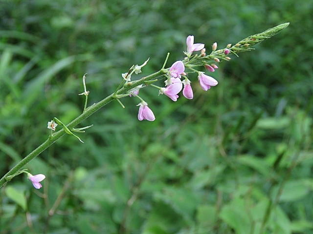 f0357487_15403481.jpg
