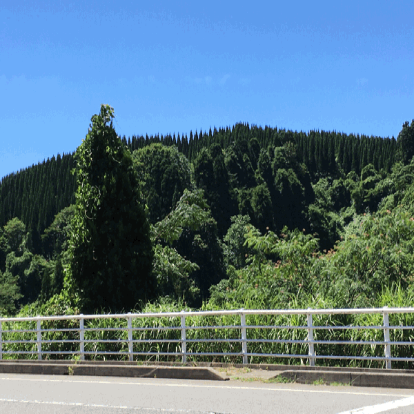 a0309389_11085606.gif