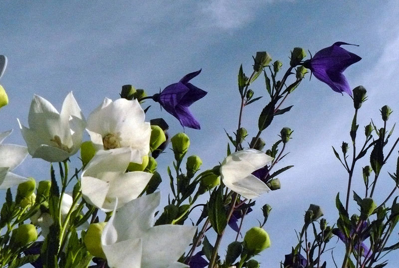 いろんな花 カメラと散歩 2