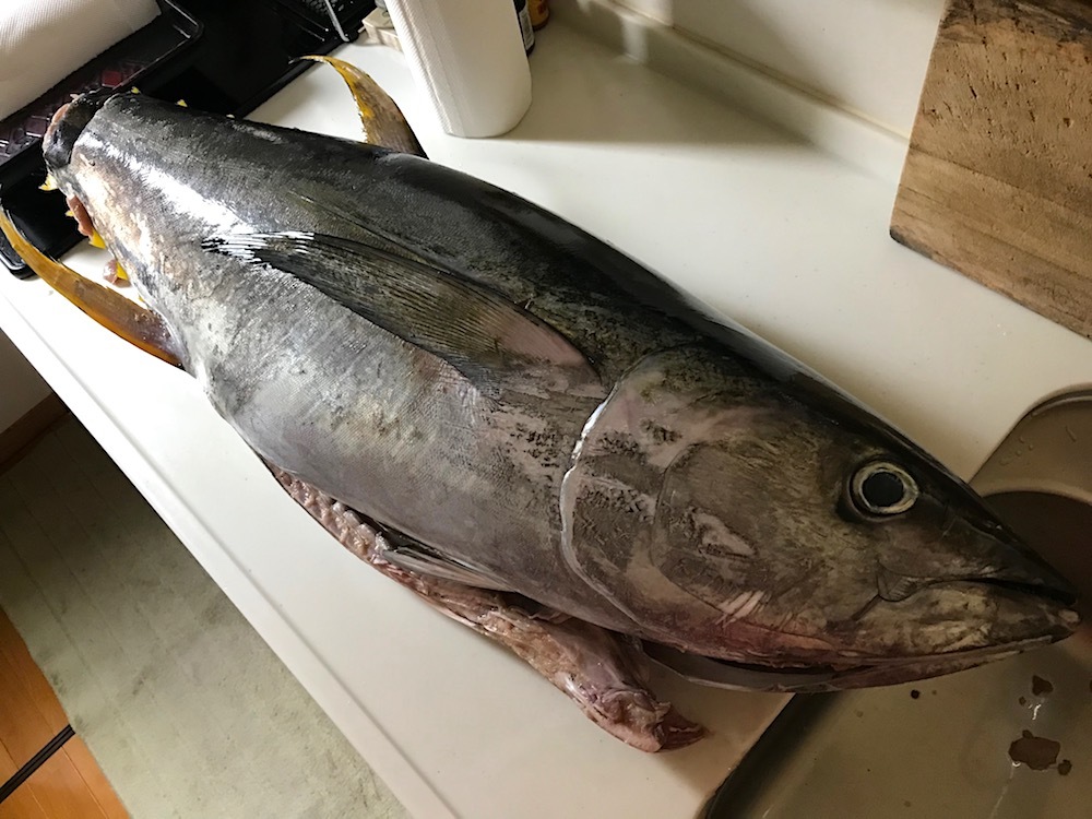 またキハダマグロもらった 25kg 幸せを探しだすこぶた