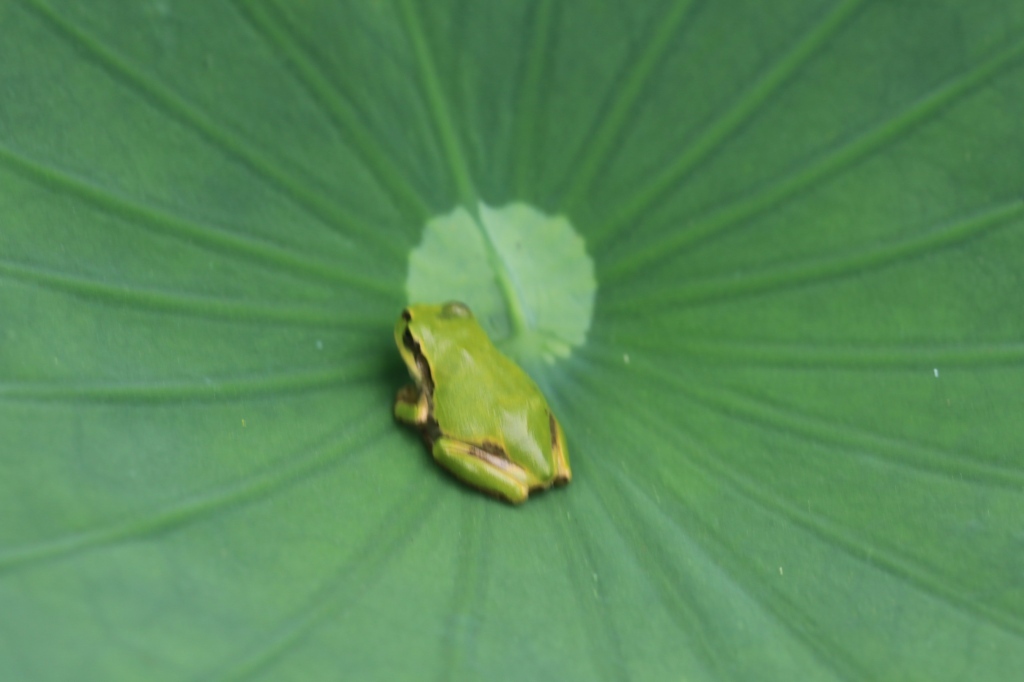 a0188405_16575850.jpg