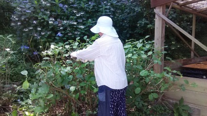 4000株の花がらつみ無事終了デス~💕_c0280108_15232273.jpg