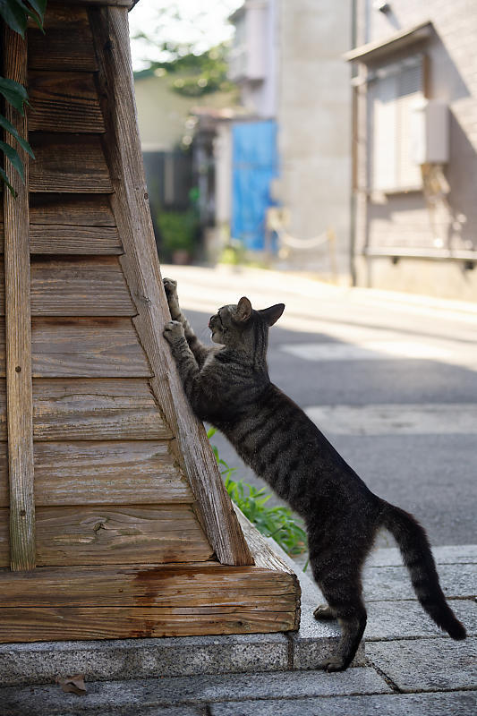 町角ニャンコ･伏見の一家_f0032011_20442976.jpg