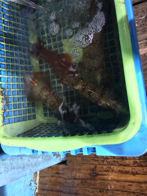 イカを釣る話_d0070216_18091237.jpg