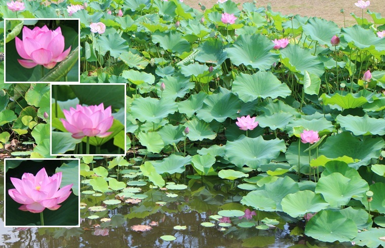 蓮の花 安曇野の風 カフェ 風のいろ 蓮の花 安曇野の風 カフェ 風のいろ