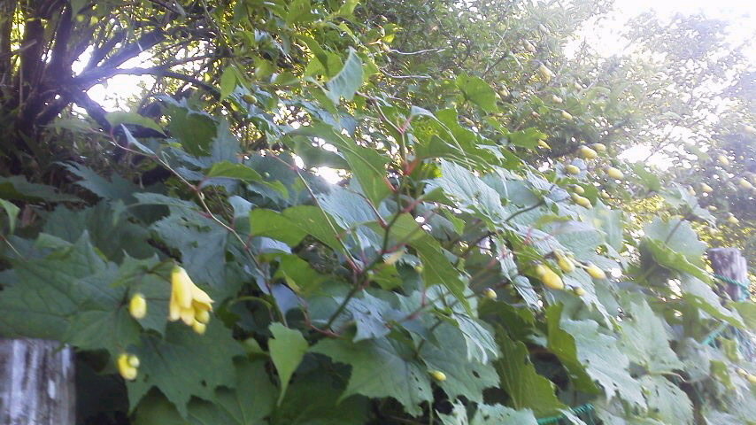 c0089831_2147159.jpg