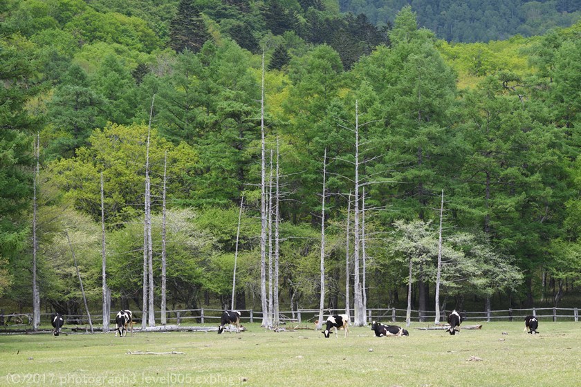 奥日光 光徳牧場 ズミ_e0362037_09591096.jpg