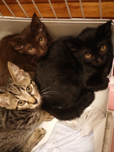 出会った日猫 あんしゃぁりぃ1年編。_a0143140_23125004.jpg