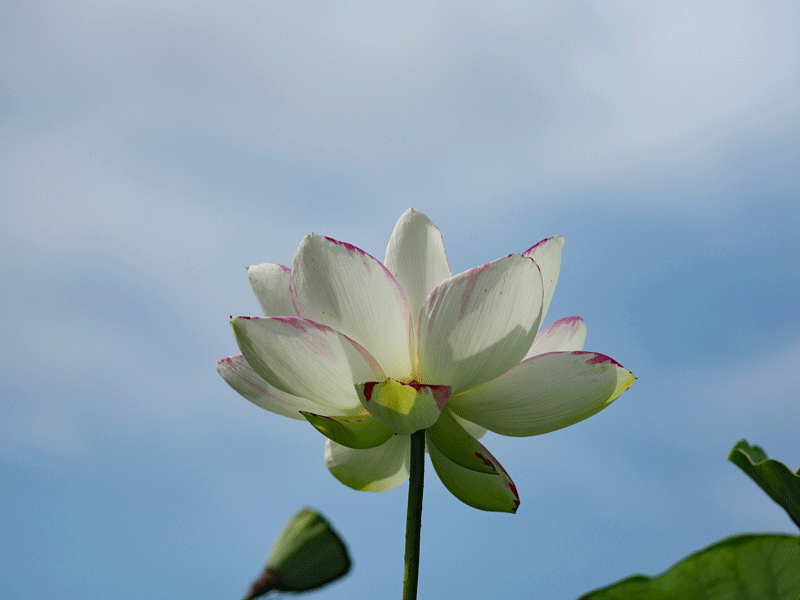 d0290240_09133136.gif
