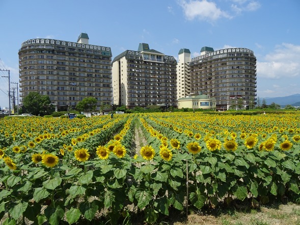 第一なぎさ公園のヒマワリ_b0299042_17532303.jpg