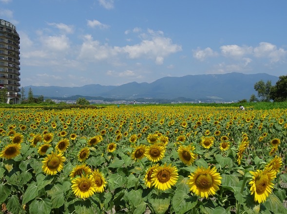 第一なぎさ公園のヒマワリ_b0299042_17532777.jpg