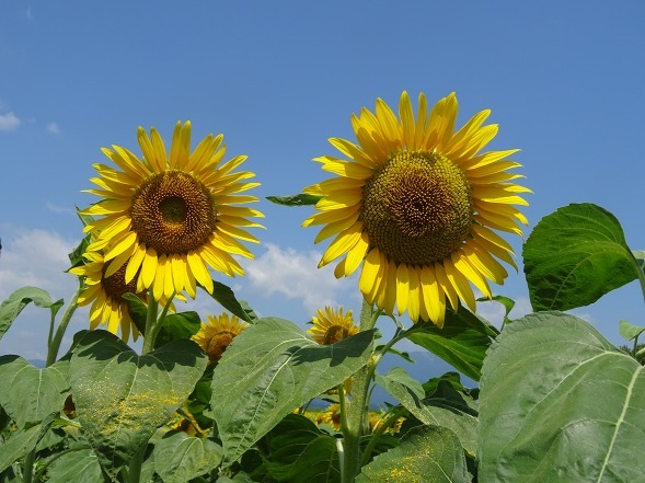 第一なぎさ公園のヒマワリ_b0299042_17533710.jpg