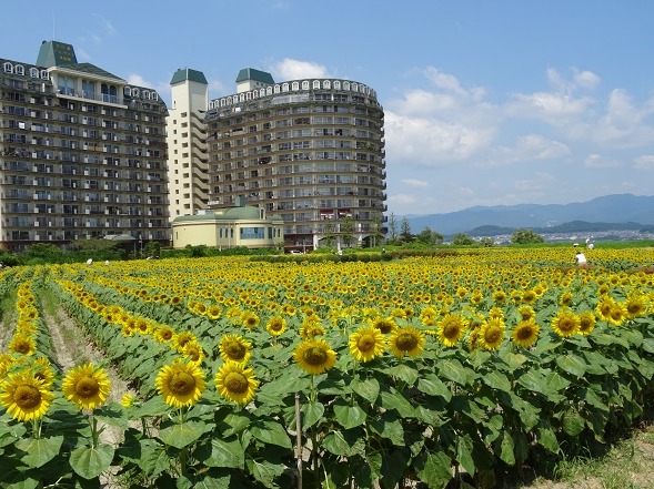 第一なぎさ公園のヒマワリ_b0299042_17535096.jpg