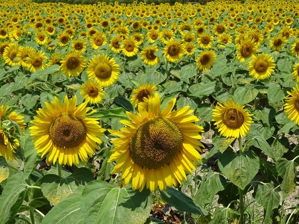 第一なぎさ公園のヒマワリ_b0299042_17535929.jpg