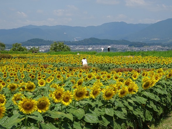 第一なぎさ公園のヒマワリ_b0299042_17541343.jpg