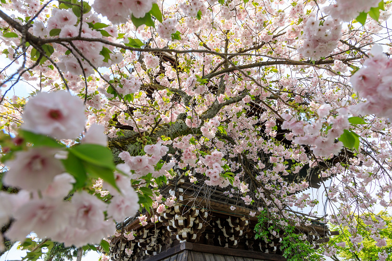 桜咲く京都18 妙蓮寺の八重桜たち 花景色 K W C Photoblog