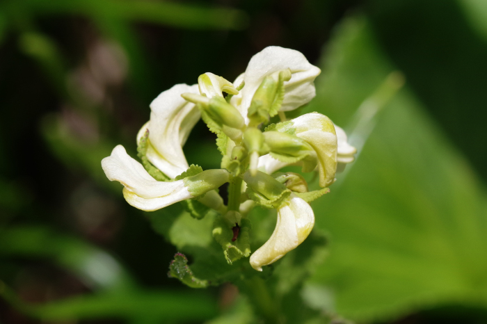 栂池自然園の植物vol.1_b0144049_10592289.jpg