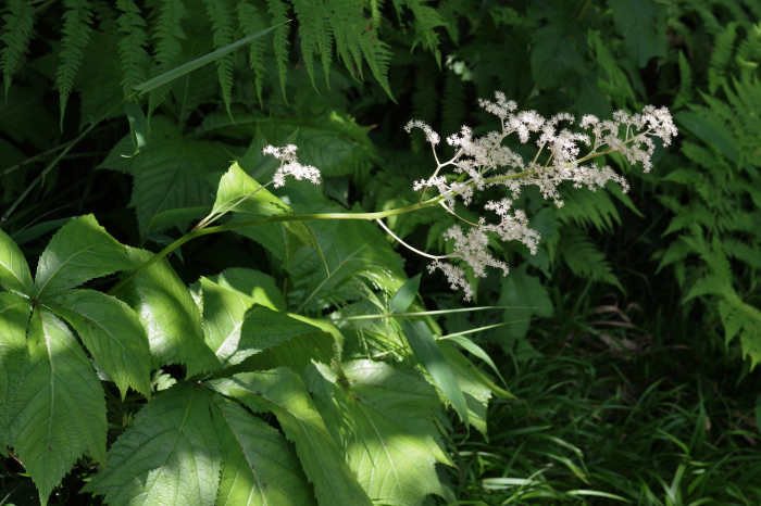 栂池自然園の植物vol.1_b0144049_14382475.jpg