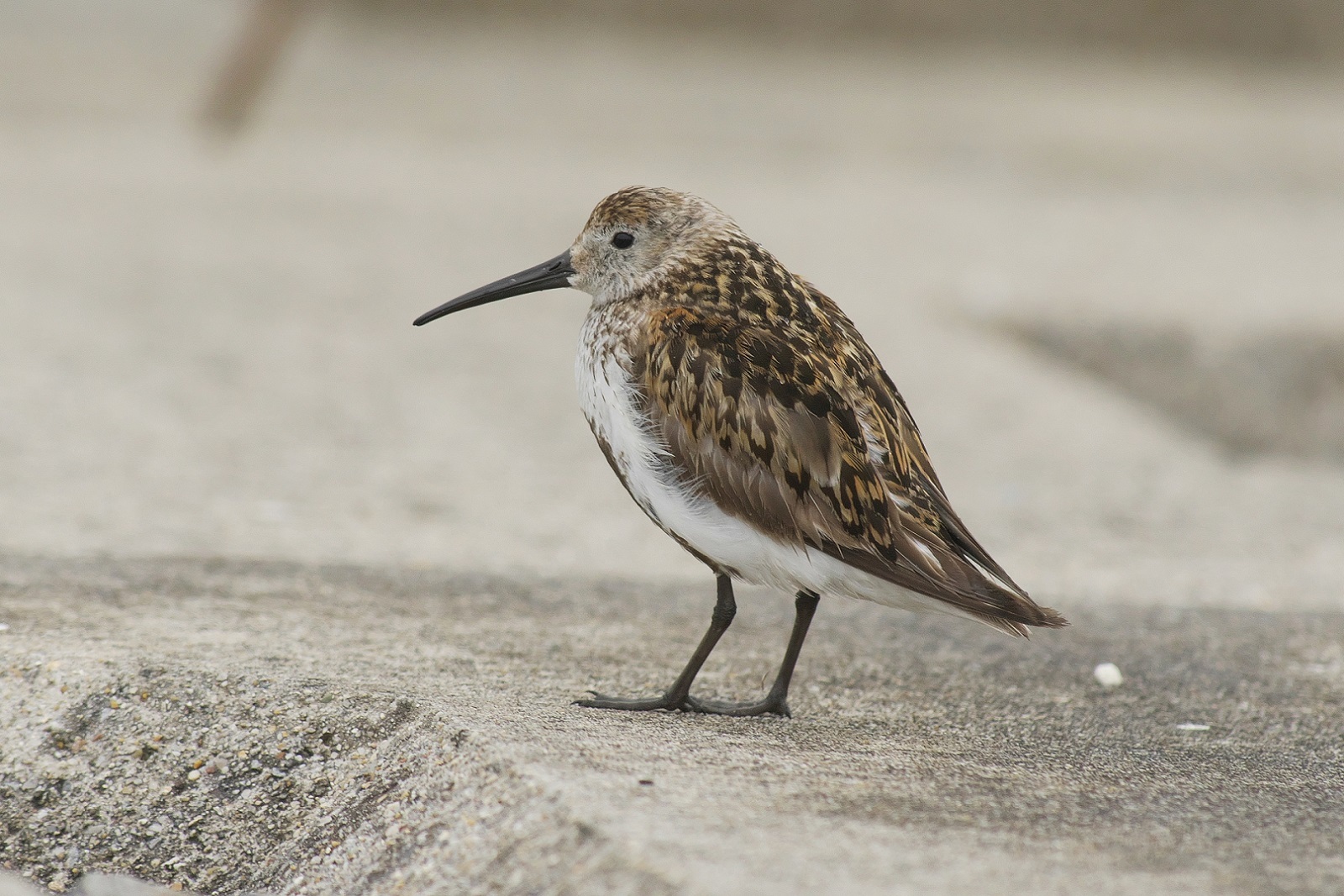色々な シギ チドリ 近隣の野鳥を探して