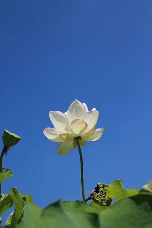 白い蓮の花 吉田公園 Happy Cafe Vol 2