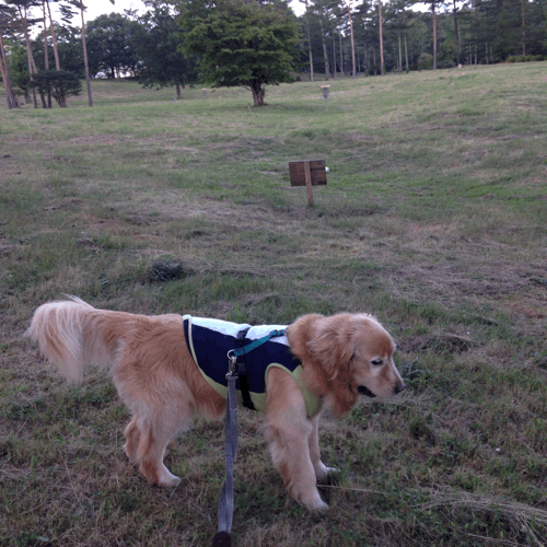 d0152765_20115185.gif