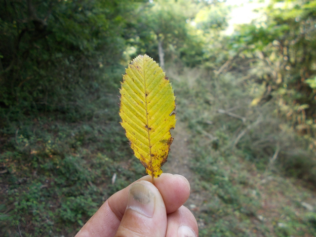 2018.8.3 旭ヶ丸～高鉾山_c0219866_17445592.jpg