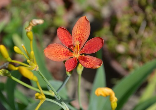 万葉の花、「ヒオウギ（檜扇）」にちょっと感動_b0102572_16562412.jpg