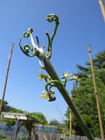 トマトの成長点が消滅 あいやばばライフ