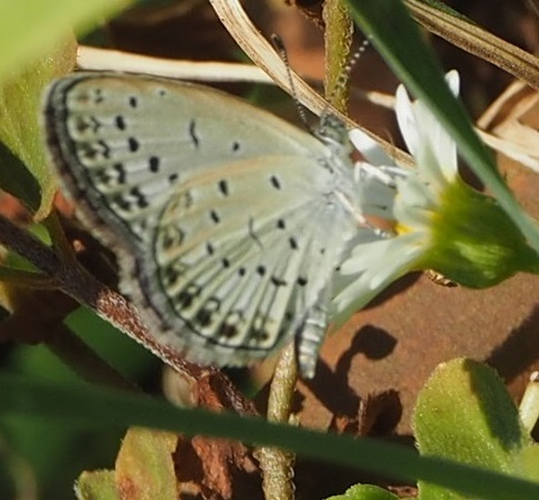 8月の庭Vol.1_d0281783_10400613.jpg
