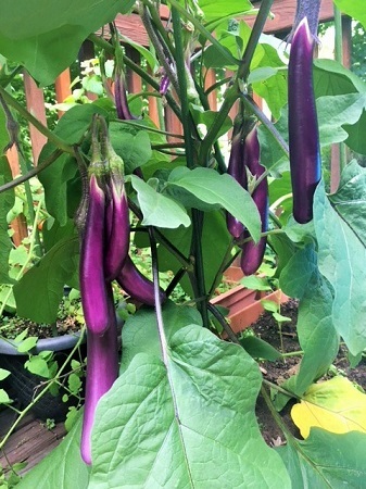 家庭菜園とファーマーズマーケットの夏野菜 アメリカ暮らし Art De Vivre 家庭菜園とファーマーズマーケットの夏野菜 アメリカ暮らし Art De Vivre