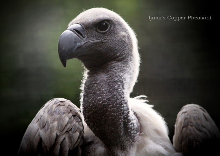 コシジロハゲワシ：Ijima\'s Copper Pheasant _b0249597_06514001.jpg