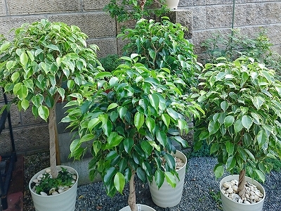 e0289203_14593536.jpg