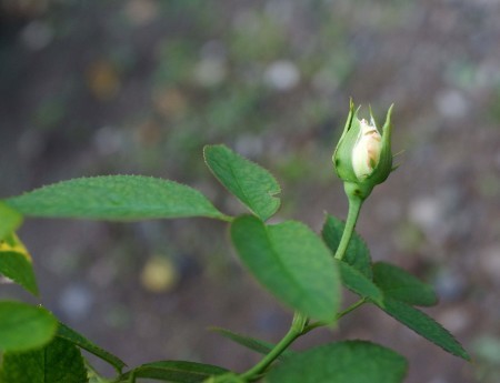 b0369117_17352883.jpg