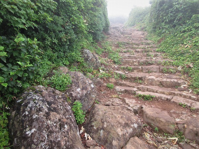 遊佐町　鳥海山の花図鑑　　　　　Mount Chōkai in Yuza, Yamagata_f0308721_12263837.jpg